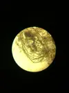 [TodoMarino.com] Identificar alga