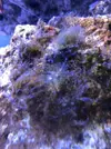 [TodoMarino.com] Identificar alga