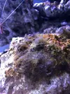 [TodoMarino.com] Identificar alga