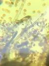 [TodoMarino.com] Identificar alga