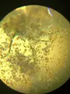 [TodoMarino.com] Identificar alga