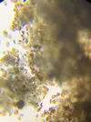 [TodoMarino.com] Identificar alga