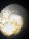[TodoMarino.com] Identificar alga