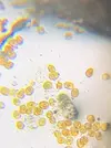 [TodoMarino.com] Identificar alga