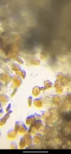 [TodoMarino.com] Identificar alga