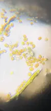 [TodoMarino.com] Identificar alga