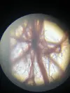 [TodoMarino.com] Identificar alga