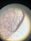 [TodoMarino.com] Identificar alga