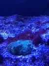 [TodoMarino.com] Identificar alga