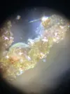 [TodoMarino.com] Identificar alga