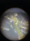 [TodoMarino.com] Identificar alga