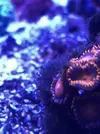 [TodoMarino.com] Identificar alga