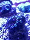 [TodoMarino.com] Identificar alga