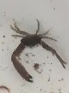 [TodoMarino.com] Ayuda! Identificar cangrejo