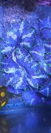 [TodoMarino.com] Vendo todos mis zoas y actinos - Oviedo