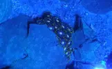 [TodoMarino.com] Vendo todos mis zoas y actinos - Oviedo