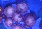 [TodoMarino.com] Vendo todos mis zoas y actinos - Oviedo