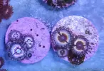 [TodoMarino.com] Vendo todos mis zoas y actinos - Oviedo