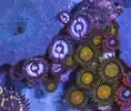 [TodoMarino.com] Vendo todos mis zoas y actinos - Oviedo
