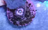 [TodoMarino.com] Vendo todos mis zoas y actinos - Oviedo