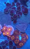[TodoMarino.com] Vendo todos mis zoas y actinos - Oviedo