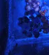 [TodoMarino.com] Vendo todos mis zoas y actinos - Oviedo