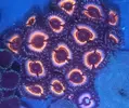 [TodoMarino.com] Vendo todos mis zoas y actinos - Oviedo