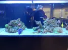 [TodoMarino.com] Ventino's reef