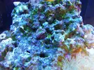[TodoMarino.com] Ventino's reef