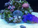 [TodoMarino.com] Ventino's reef