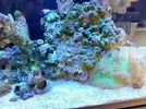 [TodoMarino.com] Ventino's reef