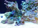[TodoMarino.com] Ventino's reef