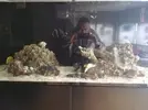 [TodoMarino.com] Ventino's reef