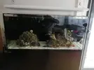 [TodoMarino.com] Ventino's reef