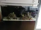 [TodoMarino.com] Ventino's reef