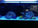 [TodoMarino.com] Ventino's reef