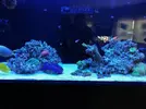 [TodoMarino.com] Ventino's reef