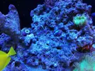 [TodoMarino.com] Ventino's reef