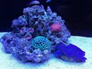 [TodoMarino.com] Ventino's reef