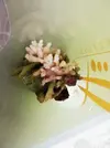 [TodoMarino.com] Ventino's reef