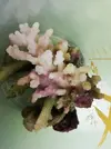 [TodoMarino.com] Ventino's reef