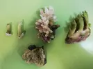 [TodoMarino.com] Ventino's reef