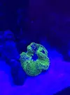 [TodoMarino.com] Vendo Stychodactila haddoni verde flúor grado A - Madrid