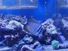 [TodoMarino.com] Vendo Cirujano Desgardini - Xeraco valencia
