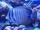 [TodoMarino.com] Vendo Cirujano Desgardini - Xeraco valencia