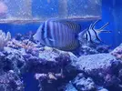[TodoMarino.com] Vendo Cirujano Desgardini - Xeraco valencia