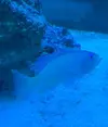 [TodoMarino.com] Aumentar cardumen de anthias