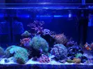 [TodoMarino.com] Mi Nano Blau 38 litros