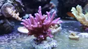 [TodoMarino.com] Tubos t5 sps acroporas