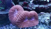 [TodoMarino.com] Tubos t5 sps acroporas